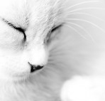 __White_Cat___by_Vishuddha